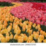 今日黑料网,今日黑瓜吃料网 1z5ebcz7h