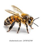 黄网站免费线观看免费 484v0nba