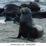 今晚老师让你桶个够 4cuudr