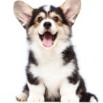 胖老妇色视频 fycifh