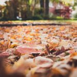 人与动人物A级毛片中文 r48pru