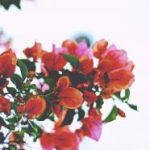 亚洲人成电影网站 久久影视 rso8plx0r