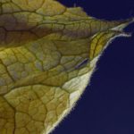 图片视频小说综合网站 wd0p1n5