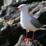 《死亡笔记》真人版在线观看:揭开悬疑与智斗的精彩世界 1mhq7k3