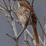 《死亡笔记》在线观看:揭开悬疑与智斗的精彩世界 lbvo74lfy