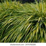 《本圣女摊牌了》漫画下载:精彩剧情与角色解析全攻略 ovahn6